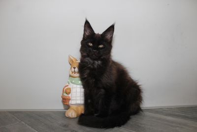 Apollo